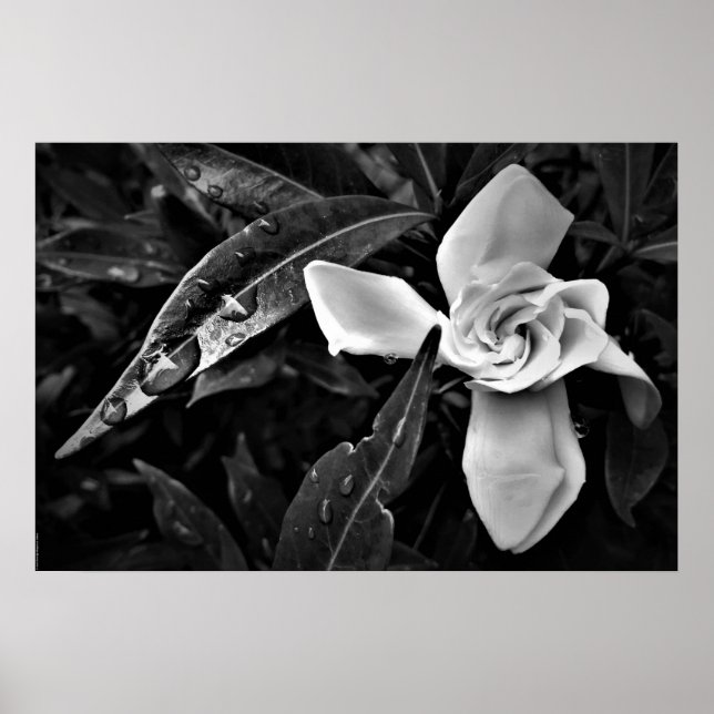 Gardenia-Noir Poster (Framsidan)