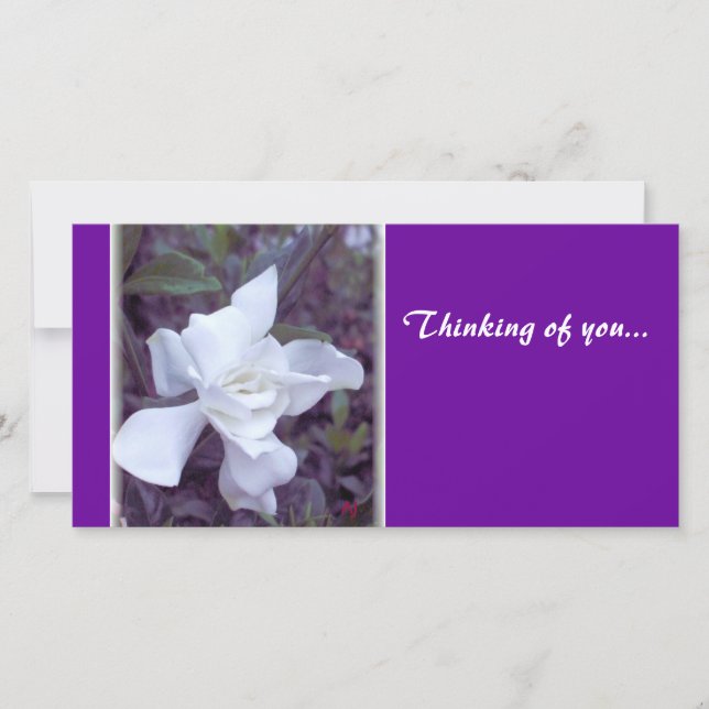 Gardenia-nyck.. (Framsida)