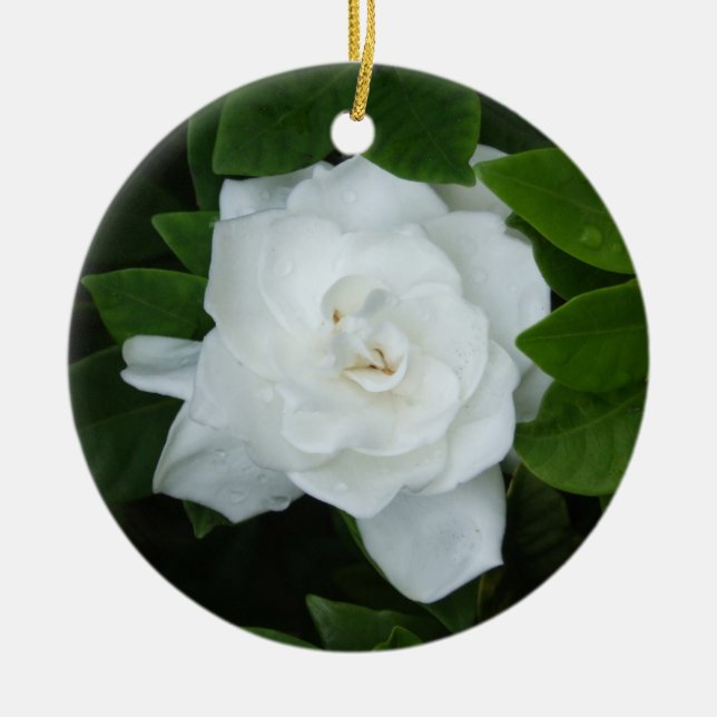Gardenia Ornament (Framsidan)