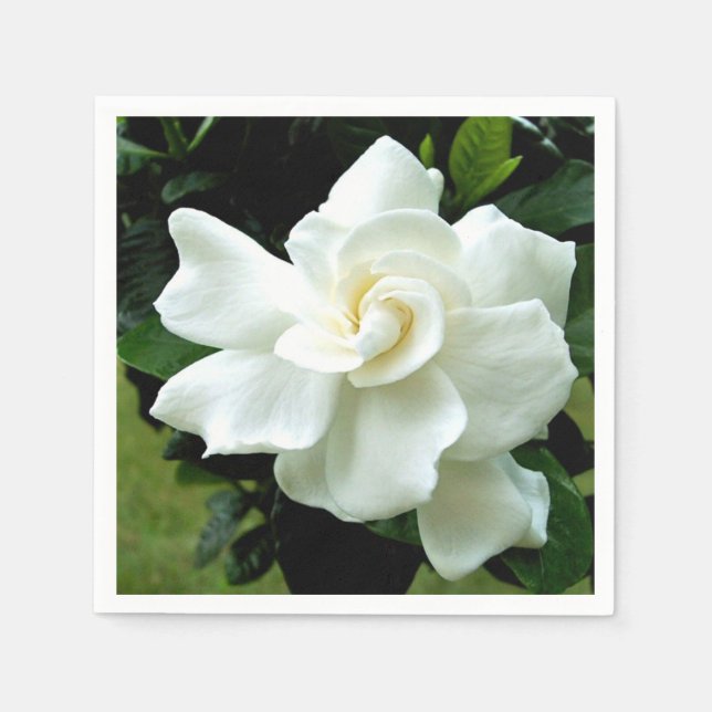 Gardenia Pappersservett (Framsidan)