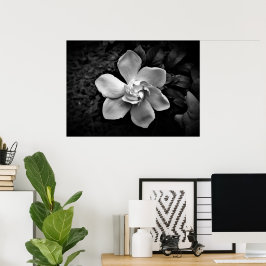 Gardenia Poster