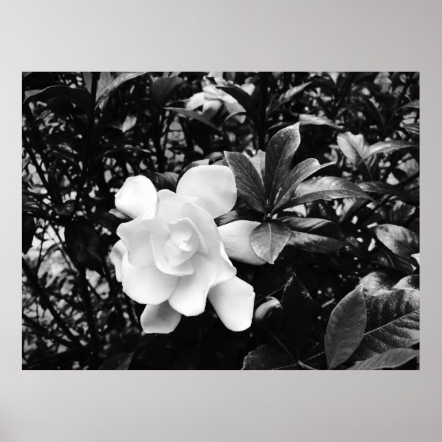 Gardenia Poster (Framsidan)