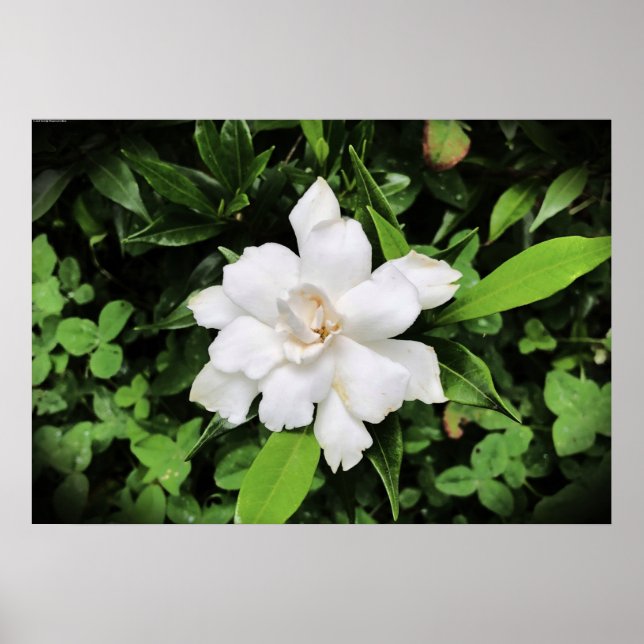 Gardenia, Poster (Framsidan)