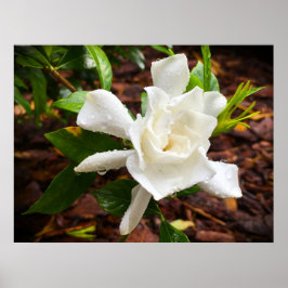 Gardenia Poster