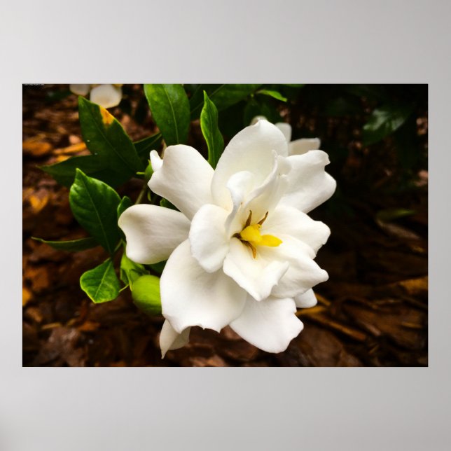 Gardenia Poster (Framsidan)