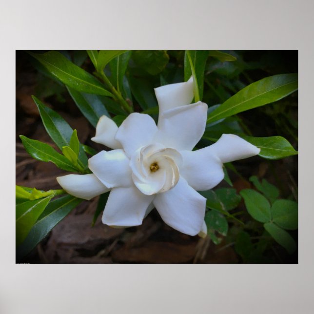 Gardenia Poster (Framsidan)