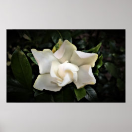 Gardenia Poster