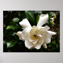 Gardenia Poster