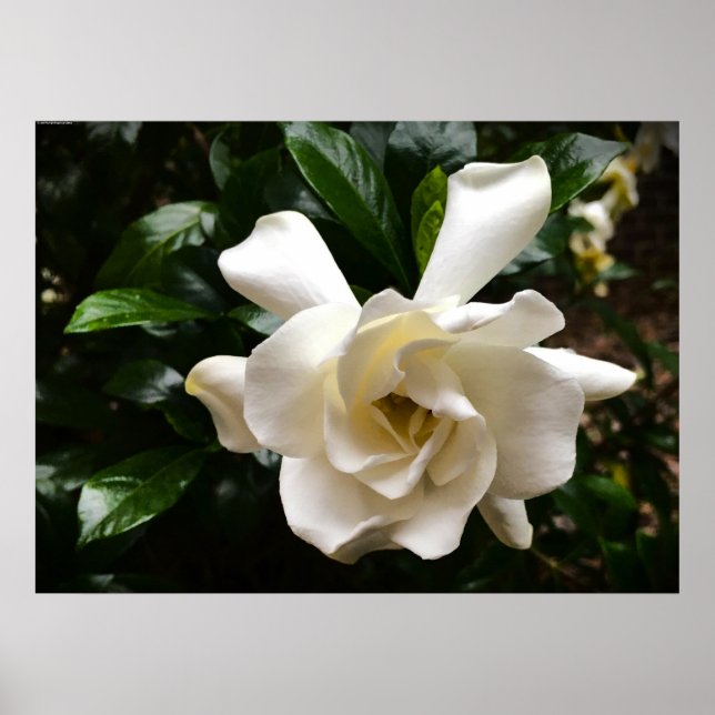 Gardenia Poster (Framsidan)