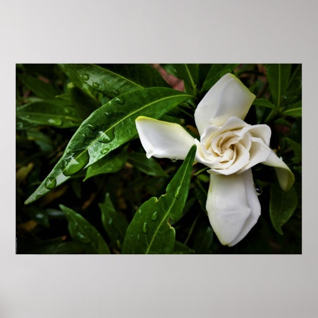 Gardenia Poster (Framsidan)