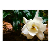 Gardenia