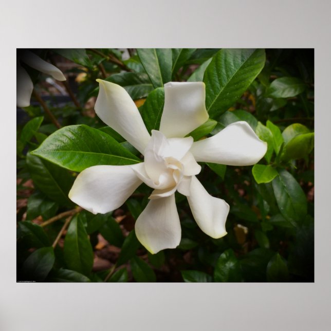 Gardenia Poster (Framsidan)