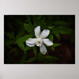 Gardenia Poster