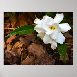 Gardenia Poster