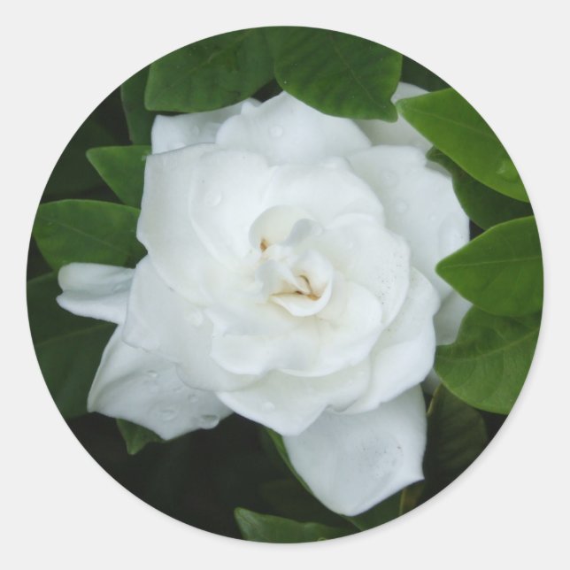 Gardenia Sticker Runt Klistermärke (Framsida)