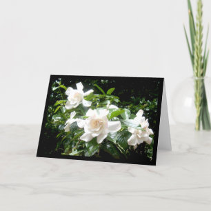 Gardenia tomt kort