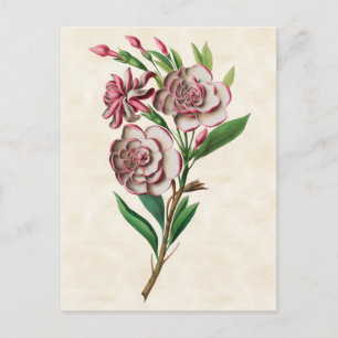 Gardenia Vintage Botanisk Vykort