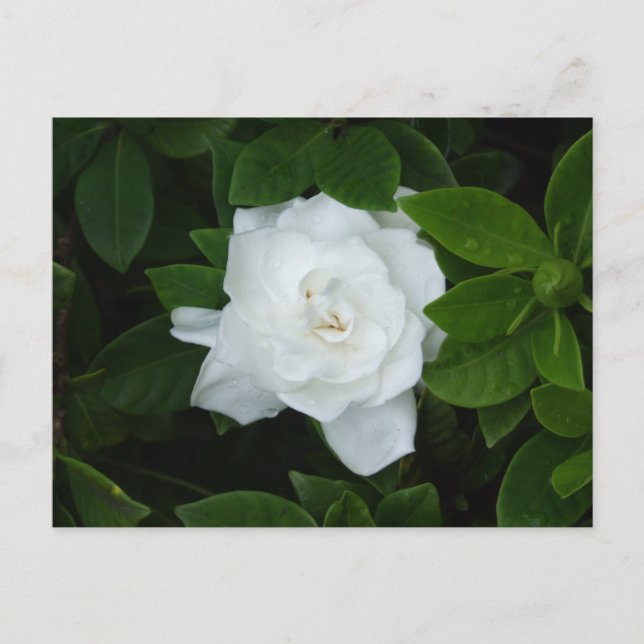 Gardenia vykort (Framsida)