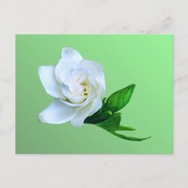 Gardenia Vykort (Framsida)