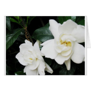 Gardenias Hälsningskort