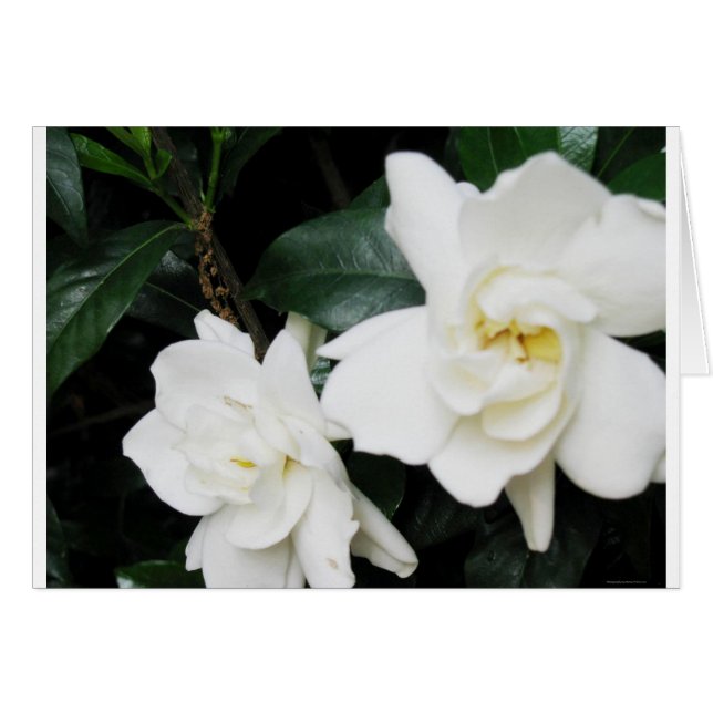 Gardenias Hälsningskort (Framsidan Horizontal)