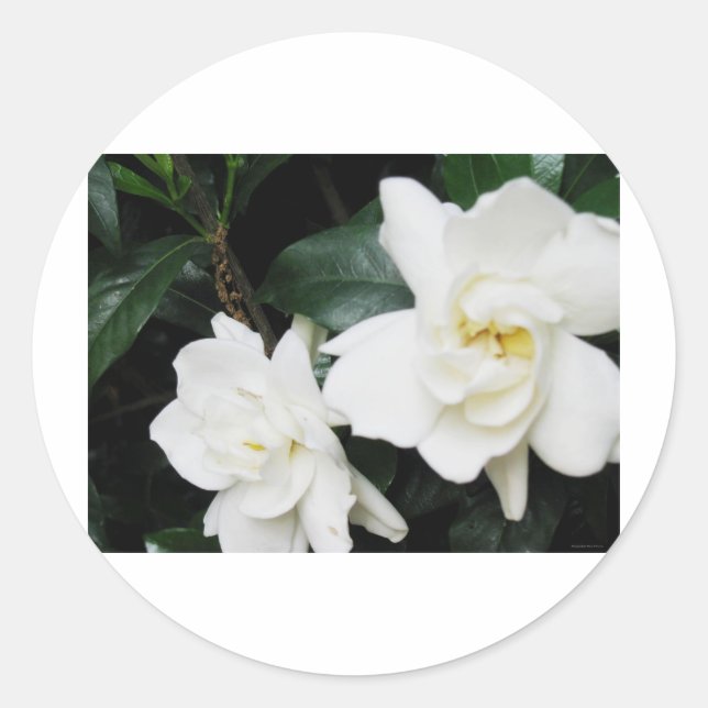 Gardenias Runt Klistermärke (Framsida)
