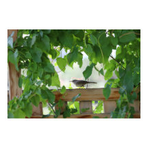 Gärdsmyg i lövgång