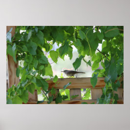 Gärdsmyg i lövgång poster