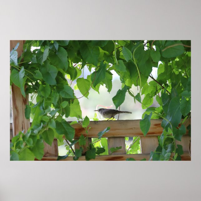 Gärdsmyg i lövgång poster (Framsidan)