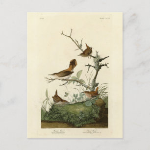 Gärdsmyg, Klippgärdsmyg, Audubon's Birds of Americ Vykort