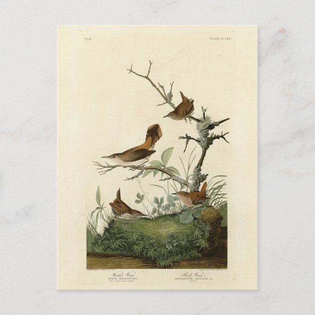 Gärdsmyg, Klippgärdsmyg, Audubon's Birds of Americ Vykort (Framsida)