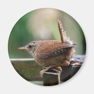 Gärdsmyg Magnet