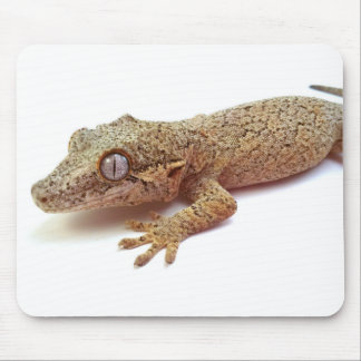 GargoyleGeckomusen vadderar Musmatta