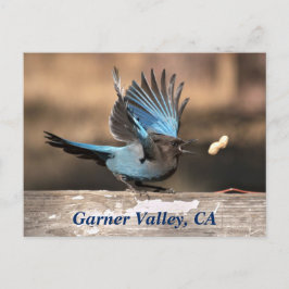 Garner Valley, CA Postcard Vykort