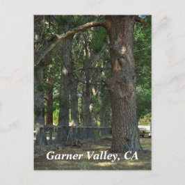 Garner Valley, CA Postcard Vykort
