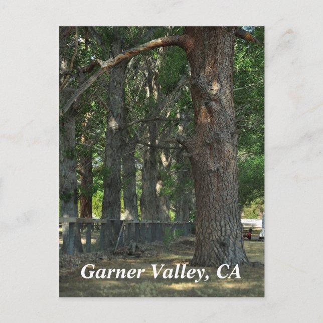 Garner Valley, CA Postcard Vykort (Framsida)