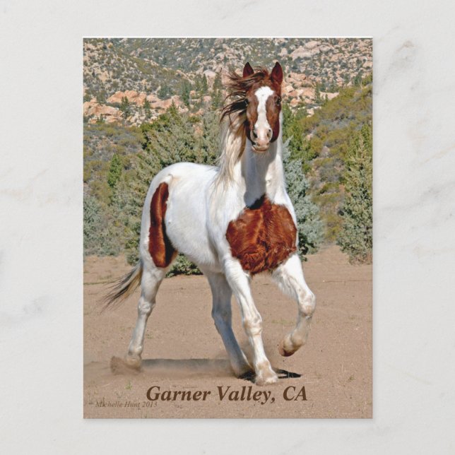 Garner Valley Postcard Vykort (Framsida)