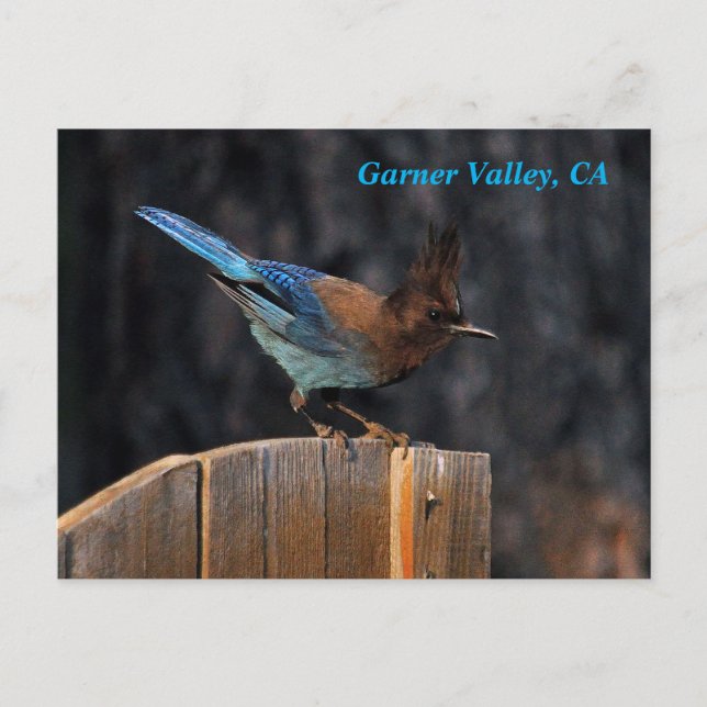 Garner Valley Postcard Vykort (Framsida)