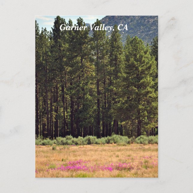 Garner Valley, vykort för CA (Framsida)