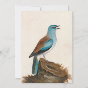 Garrulous Roller William Lewin