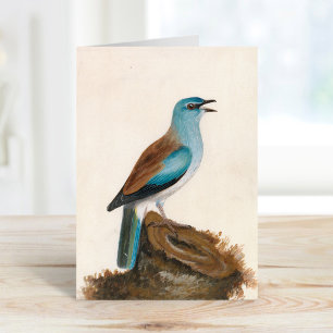 Garrulous Roller William Lewin Kort