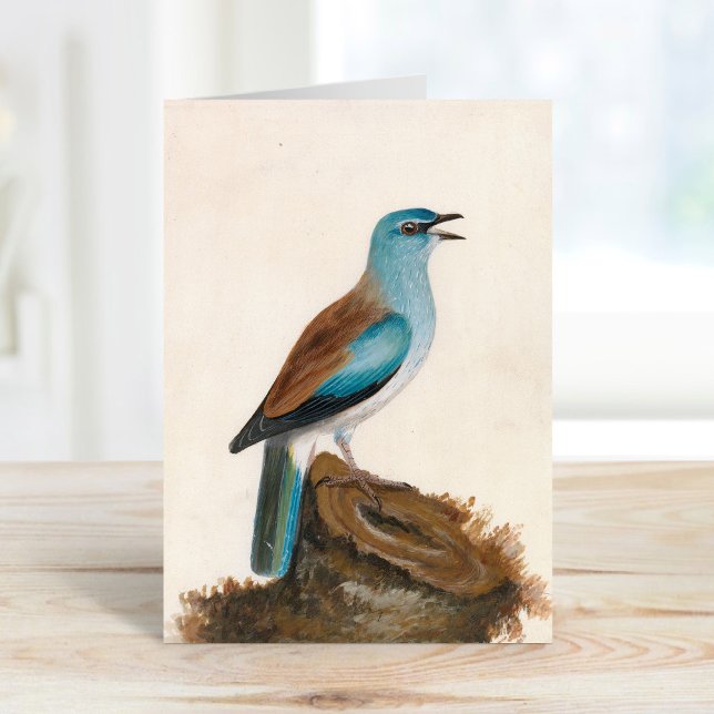 Garrulous Roller | William Lewin Kort (Skapare uppladdad)
