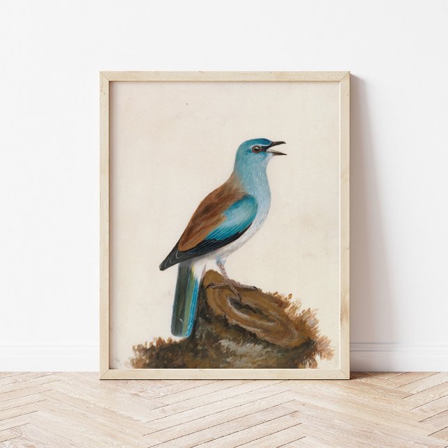 Garrulous Roller | William Lewin Poster (Skapare uppladdad)