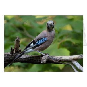 Garrulus glandarius - Eichelhäher Hälsningskort