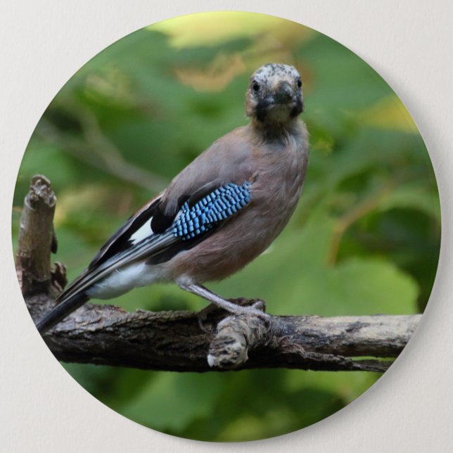 Garrulus glandarius - Eichelhäher Knapp (Framsida)