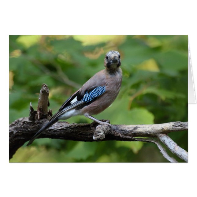 Garrulus glandarius - Eichelhäher OBS Kort (Framsidan Horizontal)