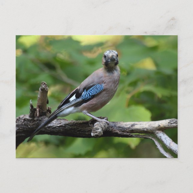 Garrulus glandarius - Eichelhäher Vykort (Framsida)