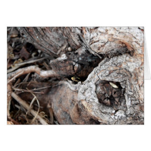 Garter Snake Card OBS Kort