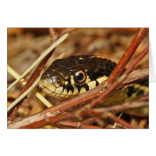 Garter Snake Hälsningskort