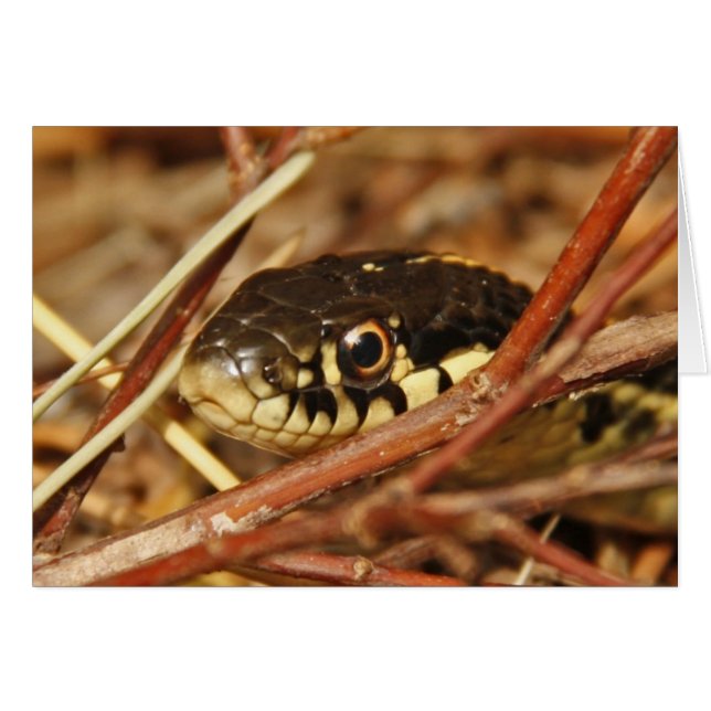 Garter Snake Hälsningskort (Framsidan Horizontal)